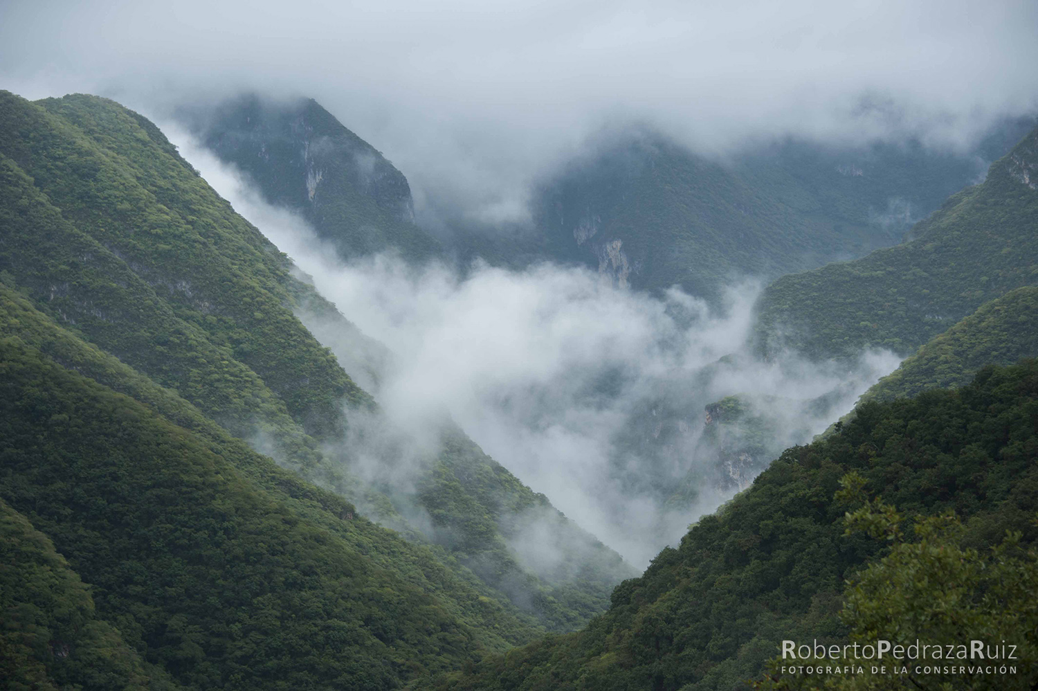 elva-baja-sierra-gorda-conservacion